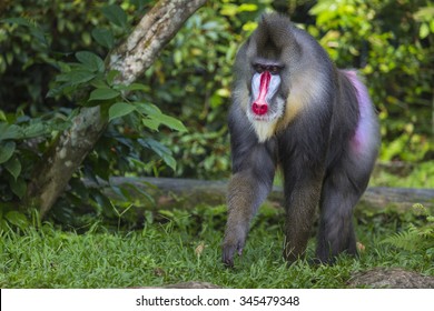 マンドリル の画像 写真素材 ベクター画像 Shutterstock