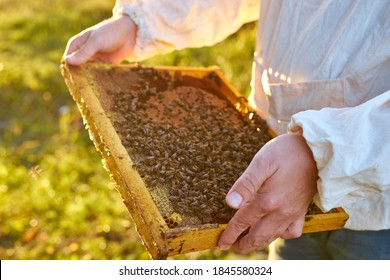 portrait of adult man beekeeper holding a honeycomb full of bees, professional beekeeper in protective workwear inspecting honeycomb frame at apiary. beekeeper harvesting honey