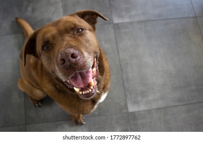 Portrait Of Adult Mixed Breed Brown Dog Looking At Camera And Smiling.  Senior Dog Photo. 