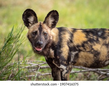 Portrait Of An Adult Wild Dog