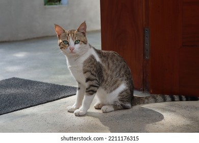 A Portrait Of An Aegean Cat Captured Outdoors