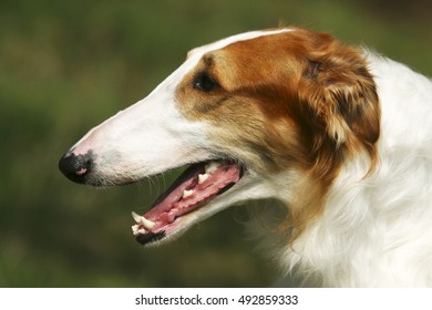 Portrait Of Afgan Hound