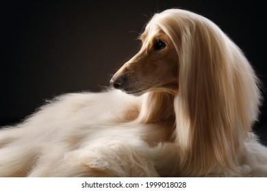 portrait of an Afghan hound on a black background. long-haired dog for excellent grooming - Shutterstock ID 1999018028