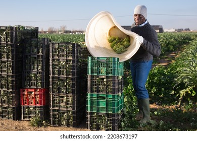 Portrait Of African American Man Harvesting Ripe Artichoke Buds In Basket On His Back On Farm Field