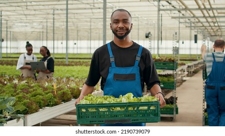 Portrait Of African American Man Holding Crate With Fresh Lettuce Production Ready For Delivery To Local Business. Organic Food Grower Farmer Holding Batch Of Bio Vegetables Grown In Greenhouse.