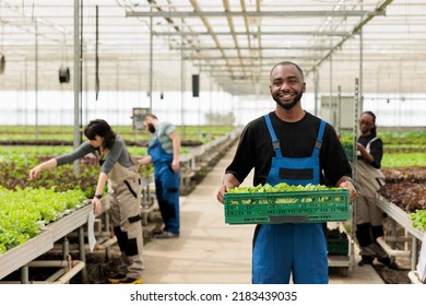 Portrait Of African American Man Showing Crate With Fresh Lettuce Production Ready For Delivery To Local Business. Organic Food Grower Farmer Holding Batch Of Fresh Salad Grown In Greenhouse.