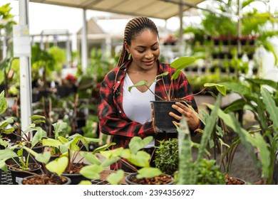 Portrait african american small business gardener woman looking at young plant gardening with potted plants taking care small tree, startup, flower care in greenhouse at garden shop - Shutterstock ID 2394356927