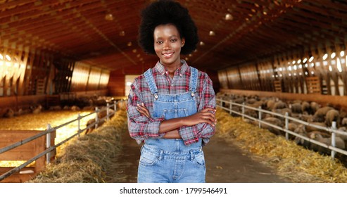 Portrait Of African American Young Woman Shepherd In Motley Shirt Standing In Stable Of Sheep Farm, Crossing Hands, Smiling And Looking At Camera. Female Farmer In Cattle Shed. Dolly Shot.