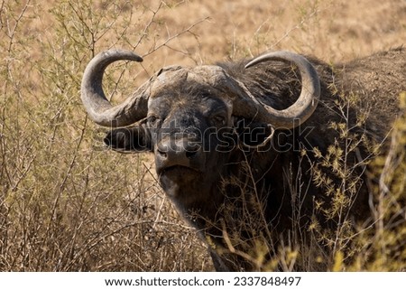 Portrait of African buffalo also known as the Cape Buffalo