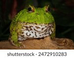 Portrait of a African Bullfrog (Pyxicephalus adspersus) is the world