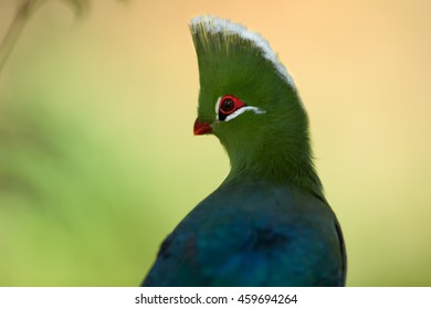 Portrait Of African Colorful Bird, Knysna Turaco,Tauraco Corythaix. Close-up, White Crested Rare Exotic Lourie. South Africa