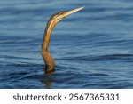 Portrait of an African darter (Anhinga rufa) hunting in water, Chobe National Park, Botswana
