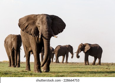 Portrait Of African Elephant In Chobe National Park, Botswana. True Wildlife Photography