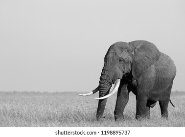 グレースケール Images, Stock Photos u0026 Vectors  Shutterstock