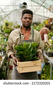 Portrait Of African Florist Man Holding Green Plant In Box And Looking At Camera, He Working In Flower Shop