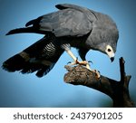 Portrait of African Harrier Hawk flying and hunting