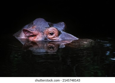 The portrait of "African Hippo"