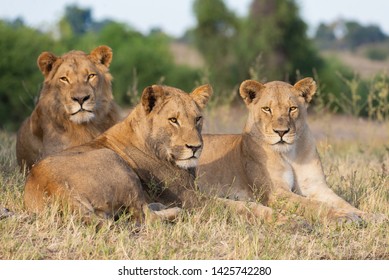 Portrait Of A African Lion Sitting In The Gras In Chobe National Park, Beautiful Sunlight