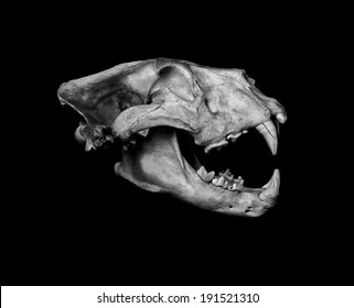 Lion Skull Images Stock Photos Vectors Shutterstock Lion skull by jemmacakebread on deviantart. https www shutterstock com image photo portrait african lion skull panthera leo 191521310