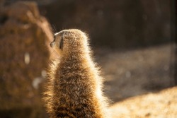 Portrait Of An African Meerkat, Meerkats, Guarding In The Zoo