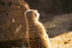 Portrait Of An African Meerkat, Meerkats, Guarding In The Zoo