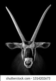 Portrait of an African oryx