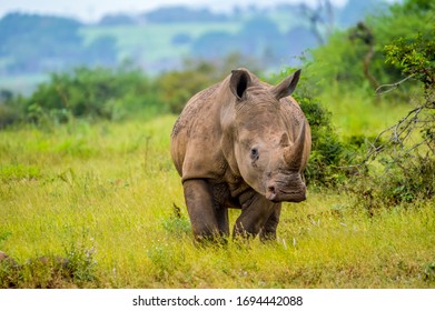 Portrait of an African white Rhinoceros or Rhino or Ceratotherium simum also know as Square lipped Rhinoceros in a South African nature reserve - Shutterstock ID 1694442088