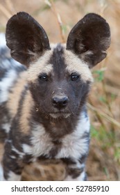 A Portrait Of An African Wild Dog Pup Taken In Botswana