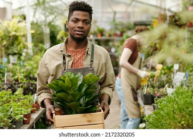 Portrait of African young gardener carrying new plants in box for transplantation in greenhouse - Shutterstock ID 2172320205