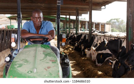 Portrait of African-American male worker sitting in tractor on dairy farm