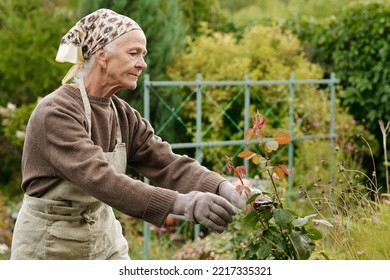 Portrait Of Aged Woman With Pruner Cutting Off Dry And Dead Parts Of Rose Bush Growing In The Garden While Standing In Front Of Flowerbed