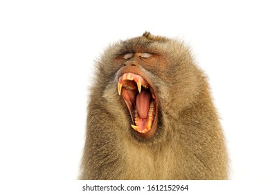 Macaca の画像 写真素材 ベクター画像 Shutterstock