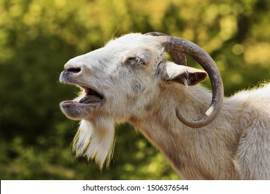 portrait of aggressive white billy goat