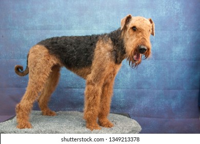 A Portrait Of An Airdale Terrier