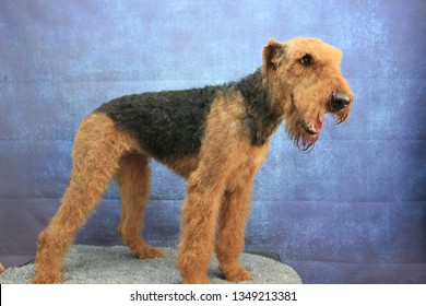 A Portrait Of An Airdale Terrier