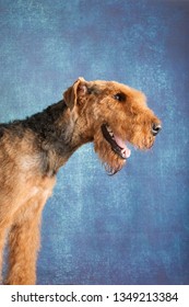 A Portrait Of An Airdale Terrier