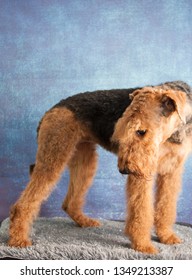 A Portrait Of An Airdale Terrier