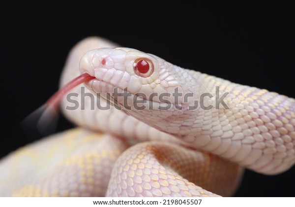 A portrait of an albino Bullsnake\
using its forked tongue to sense its\
surroundings\
