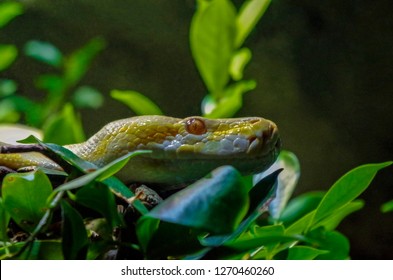 297 Albino insect Images, Stock Photos & Vectors | Shutterstock