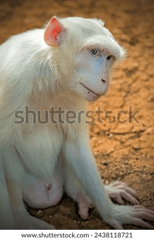 Portrait albino Stump Tailed Macaque