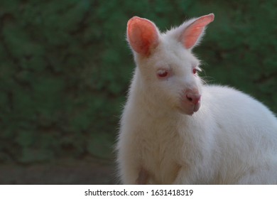 Portrait of Albino wallaby (selective focus)  - Powered by Shutterstock