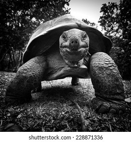 Portrait Aldabra Giant Tortoise Stock Photo 228871336 | Shutterstock