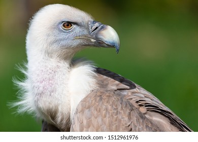 Portrait of alert griffon vulture perched on the ground.