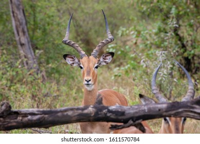 A Portrait Of An Alert Impala Ram In A Bachelor Group, Staring At The Camera During The Wet Season In The South Africa Lowveld. 