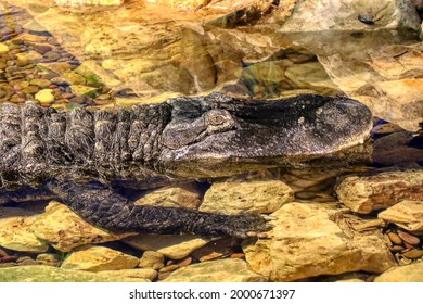 Portrait Of An Alligator In A Pond In A Reptile House