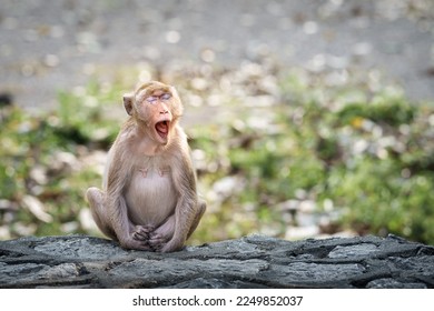 Portrait, alone Monkey or Macaca, its sleepy sits yawning on rock, eyes closed and your mouth wide open, looks funny and cute, moment happy in natural tropical forest. Blank and free space for text