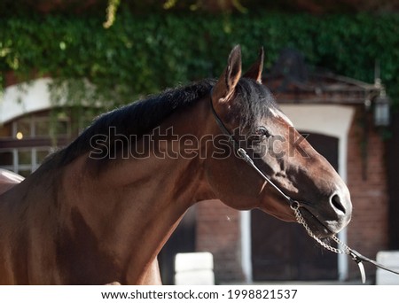 portrait of amazing bay Trakehner  breed stallion posing against stable building. sunny evening