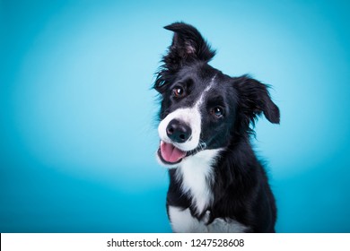 portrait of amazing healthy and happy smart black and white border collie in the photo studio on the blue background
 - Shutterstock ID 1247528608