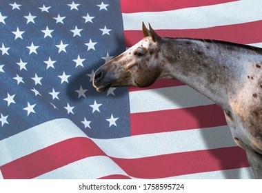 Portrait American Quarter Horse Summer Sunlight Stock Photo (Edit Now ...