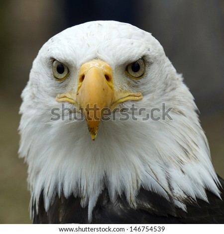 Portrait of an American bald eagle